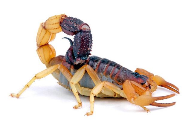 Yellow Scorpion